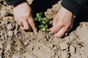 Ce înseamnă pH-ul solului și cum influențează creșterea plantelor?