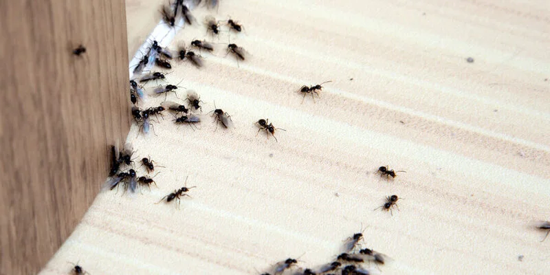 Cum previi apariția insectelor în casă fără a folosi substanțe toxice?